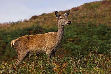 角川集团现已收购《歧路旅人》开发商Acquire